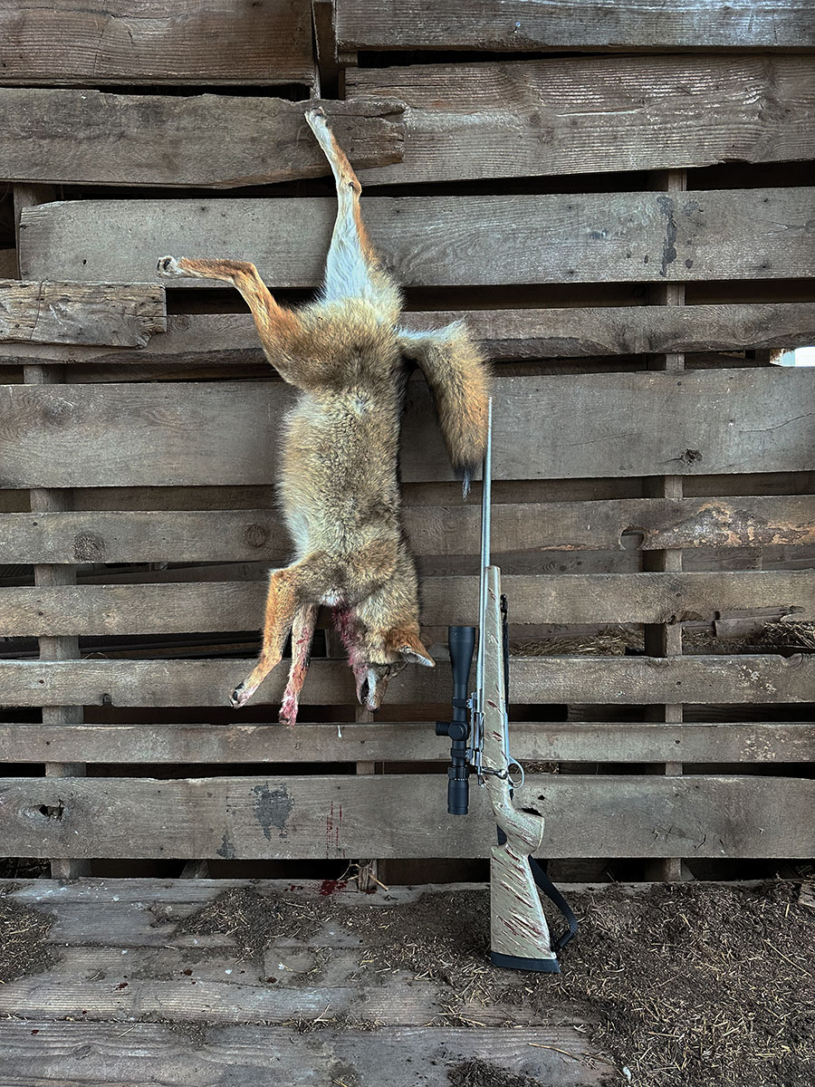 This sound dog mistakenly answered to the Lucky Duck High Pitch cottontail in distress. The 60-yard shot opportunity resulted in the first coyote taken with the new rifle.